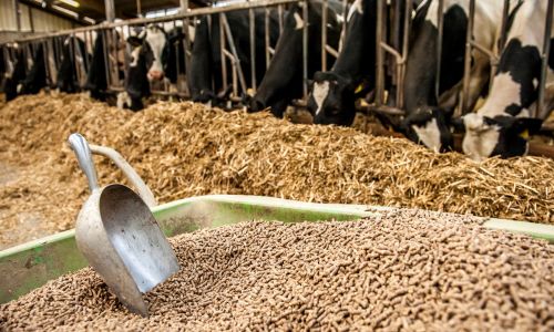 Cattle Feed